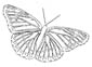 Leafwing coloring page