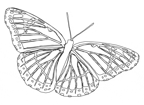 Leafwing coloring page - Animals Town - animals color sheet - Leafwing