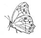 leafwing coloring page