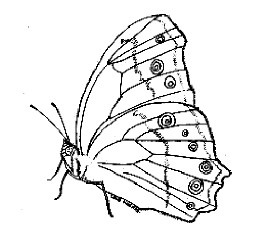 free Leafwing coloring page