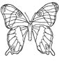leafwing butterfly coloring page