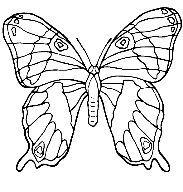 Leafwing coloring page - Animals Town - Free Leafwing color sheet