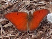 Leafwing image