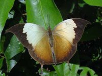 Leafwing 
