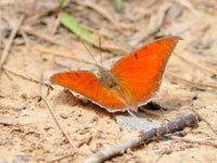 Leafwing picture