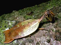 Leafwing 