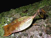 Leafwing picture