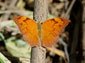 Leafwing wallpaper