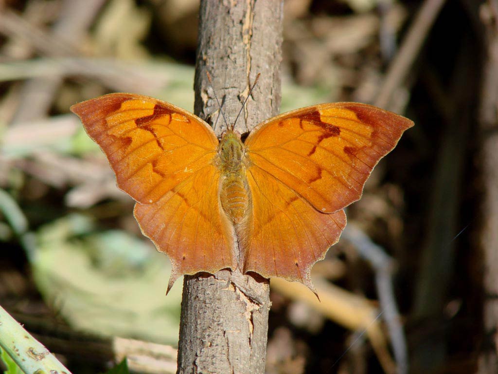 free Leafwing wallpaper wallpapers download