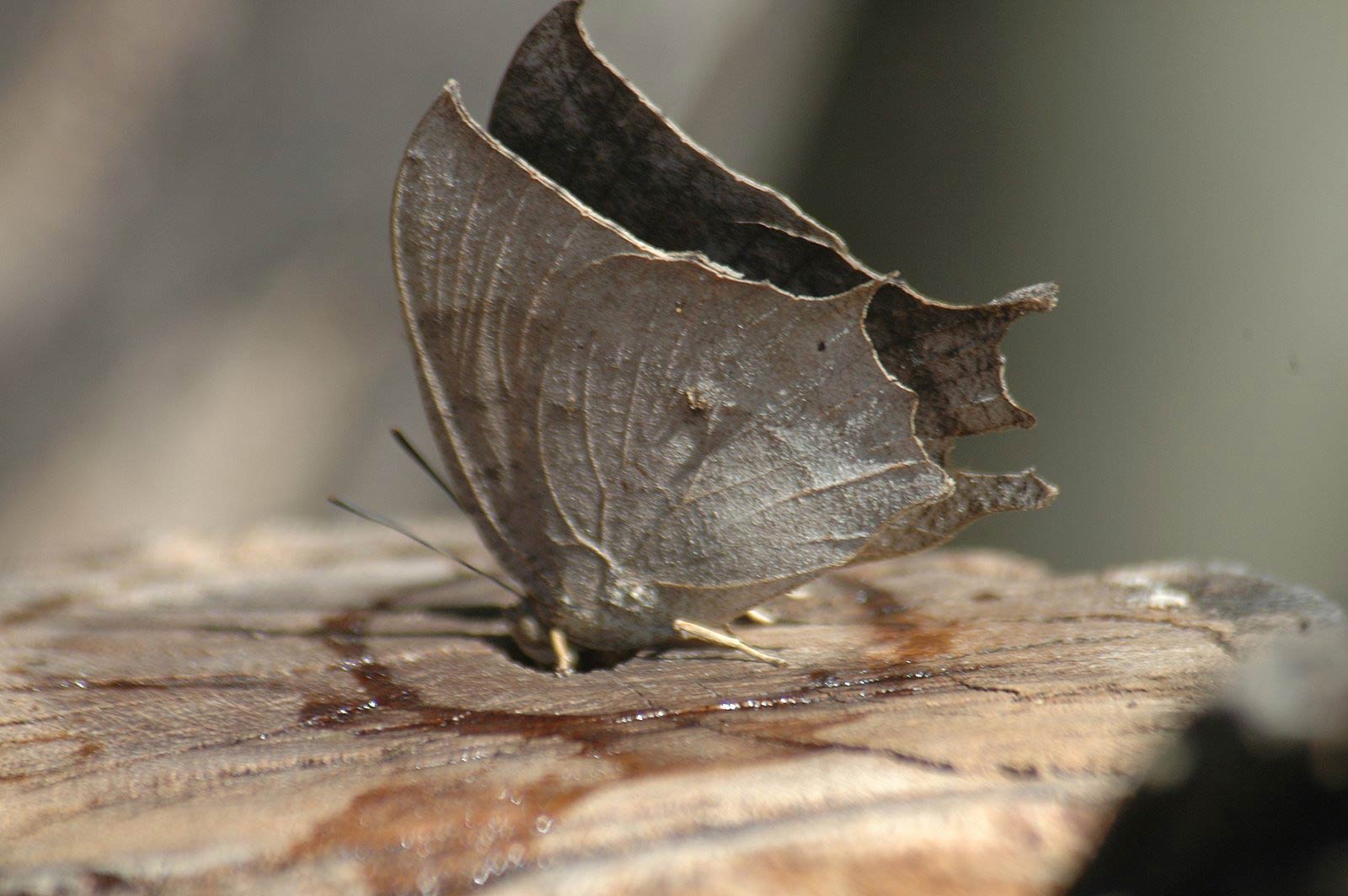 free Leafwing wallpaper wallpapers download