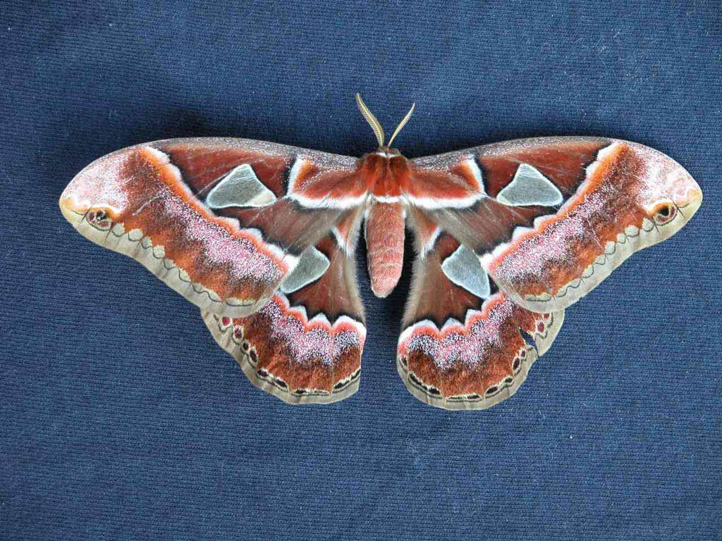 free Leafwing wallpaper wallpapers download