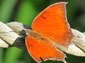 Leafwing picture wallpaper