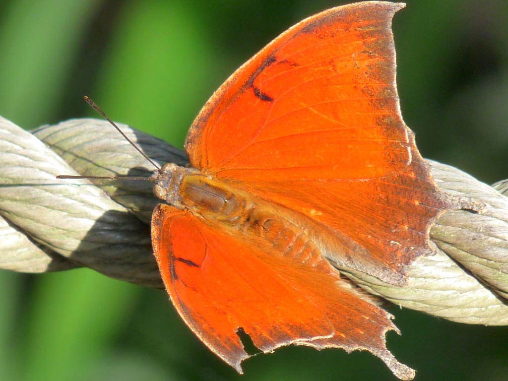 free Leafwing desktop wallpaper wallpapers Desktop and Mobile