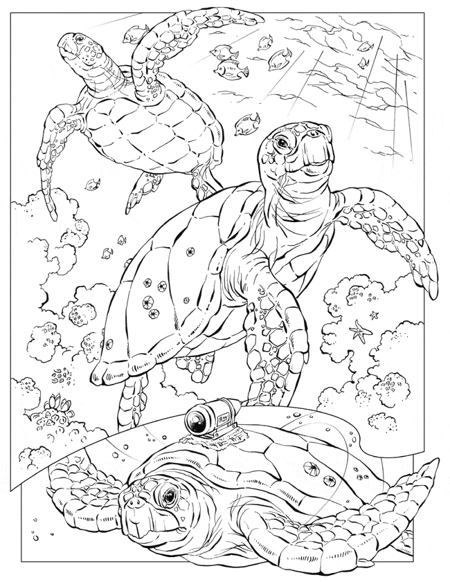 leatherback sea turtle coloring page animals town animals color sheet leatherback sea turtle free printable coloring pages animals