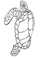 leatherback sea turtle coloring page