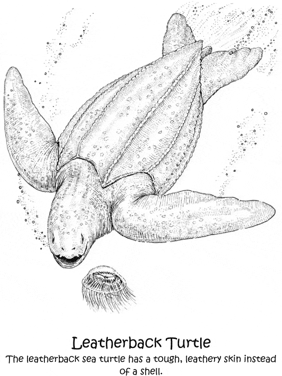 free Leatherback Sea Turtle coloring page