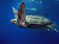 Leatherback Sea Turtle image