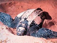 Leatherback Sea Turtle in the sand photo