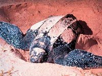 Leatherback Sea Turtle picture