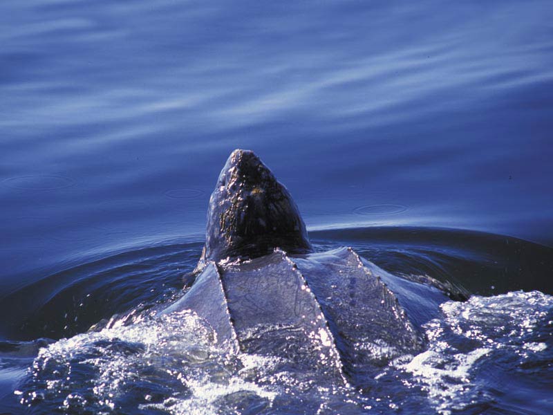 free Leatherback Sea Turtle wallpaper wallpapers download