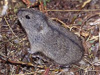 Wood lemming, rodent