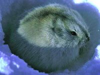 Lemming Facts, Pictures, Information & Video.