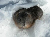 Lemming Facts: Animals of the Arctic - WorldAtlas