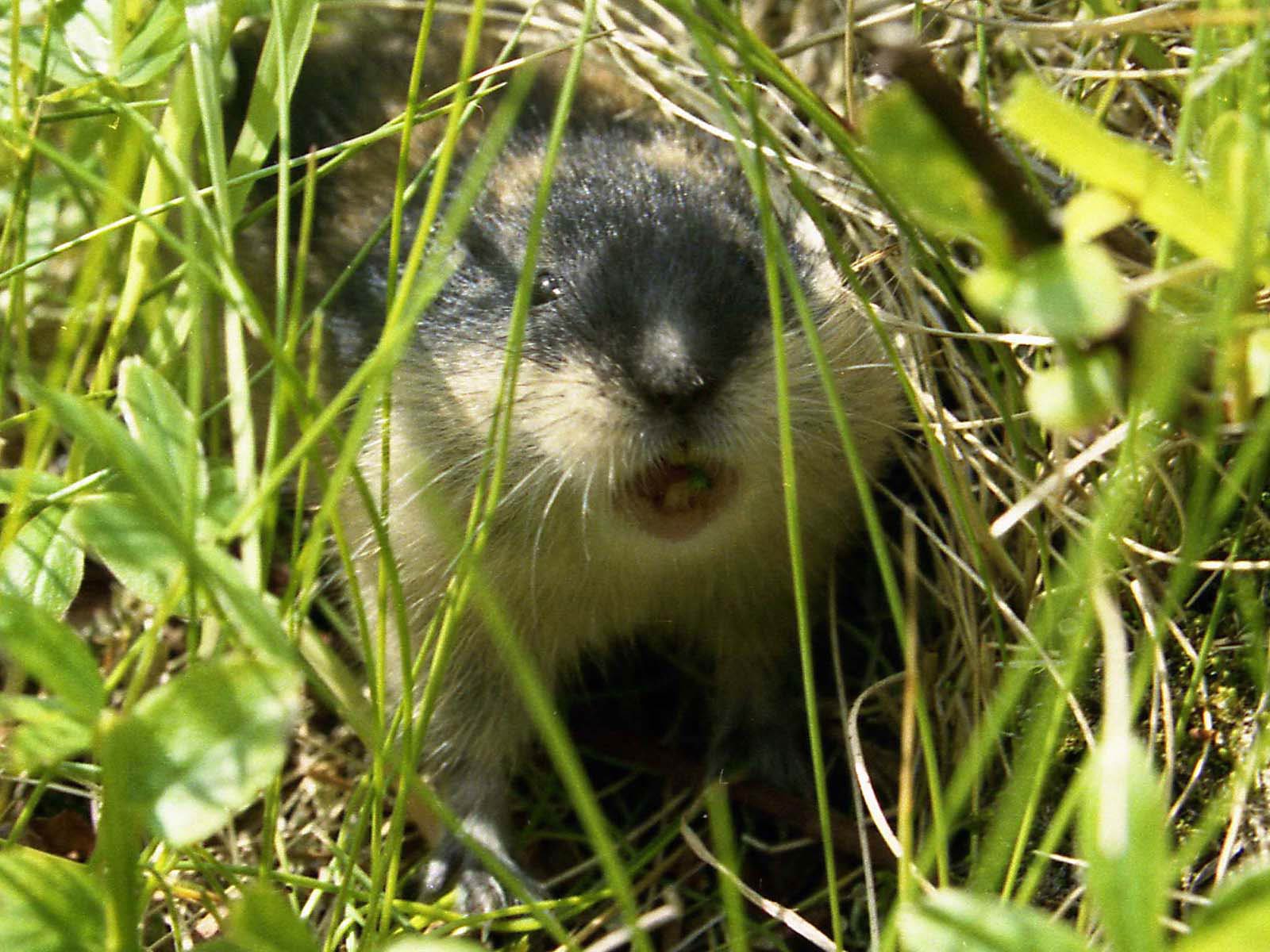 free Lemming wallpaper wallpapers download