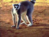 Lemur image