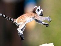 Lemur picture