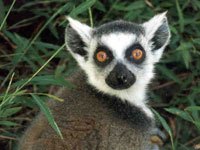 Lemur picture