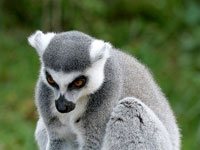 Lemur picture