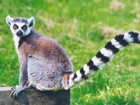 Lemur picture