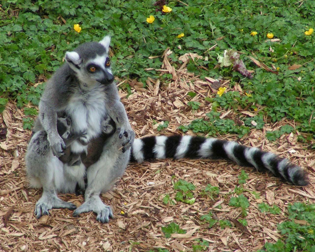 free Lemur wallpaper wallpapers download