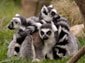 lemur desktop wallpaper