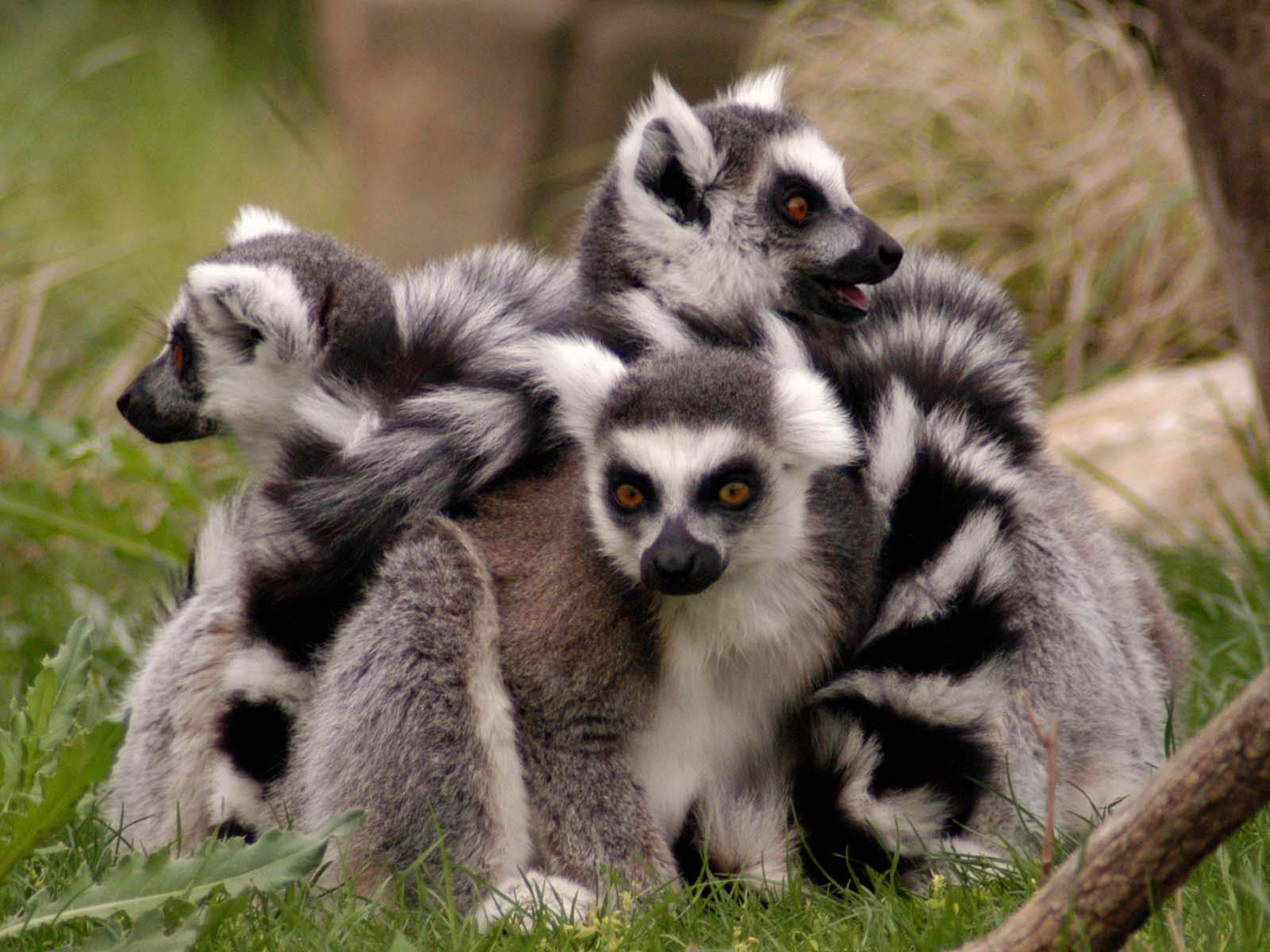 free Lemur desktop wallpaper wallpapers Desktop and Mobile