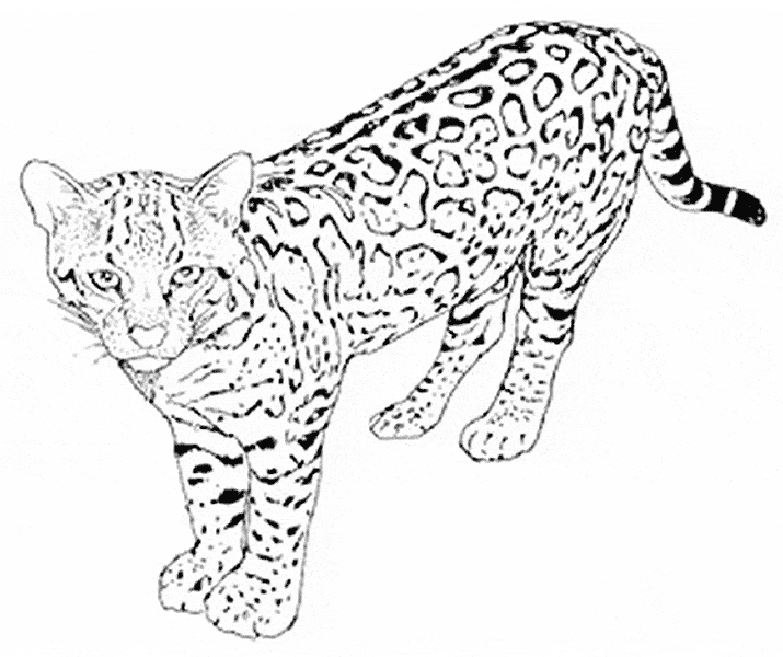 free Leopard coloring page