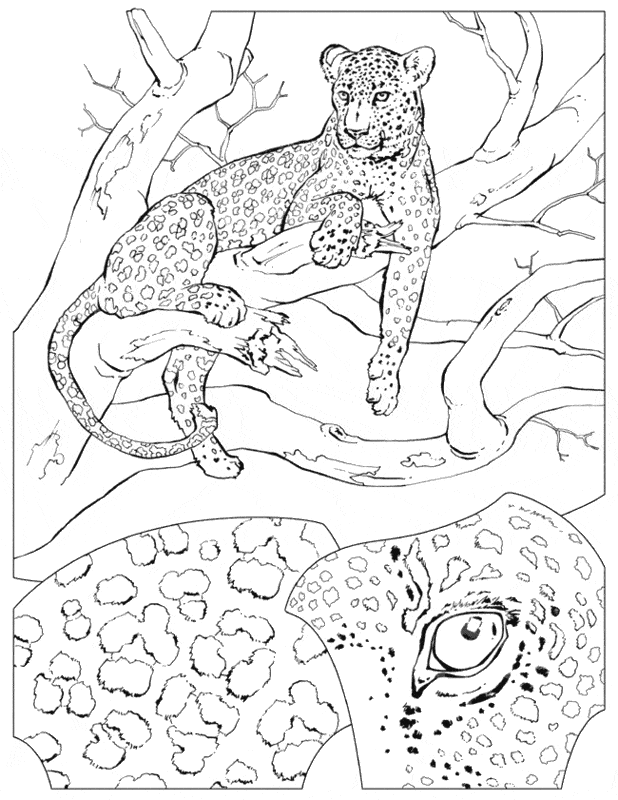 free Leopard coloring page