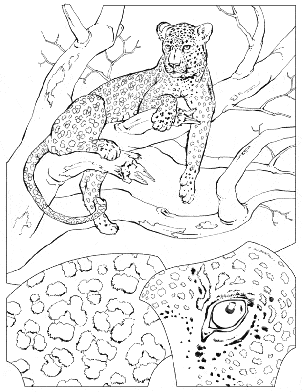 Leopard coloring page - Animals Town - Free Leopard color sheet