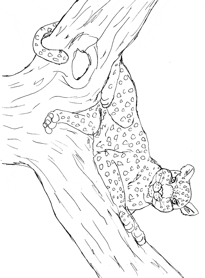 free Leopard coloring page