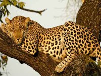 Leopard picture