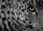 Leopard wallpaper