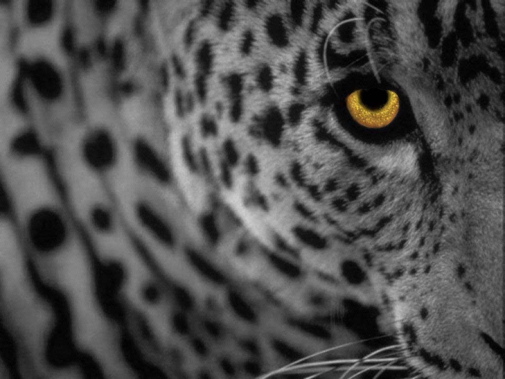 free Leopard wallpaper wallpapers download