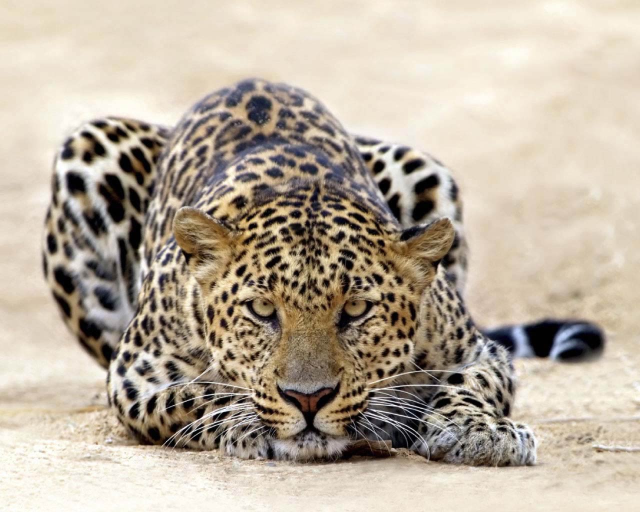 free Leopard wallpaper wallpapers download