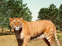 Liger tiger with a lion