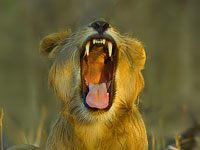 Lion picture