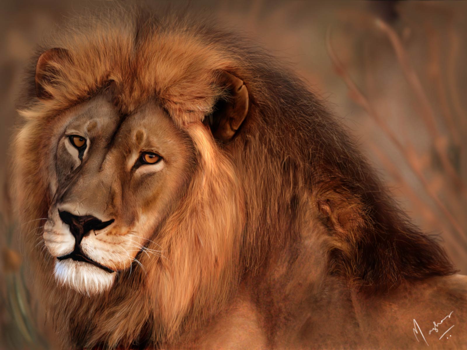free Lion wallpaper wallpapers and background
