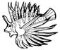 Lionfish coloring page