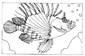 Lionfish coloring pages