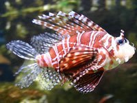 Lionfish image